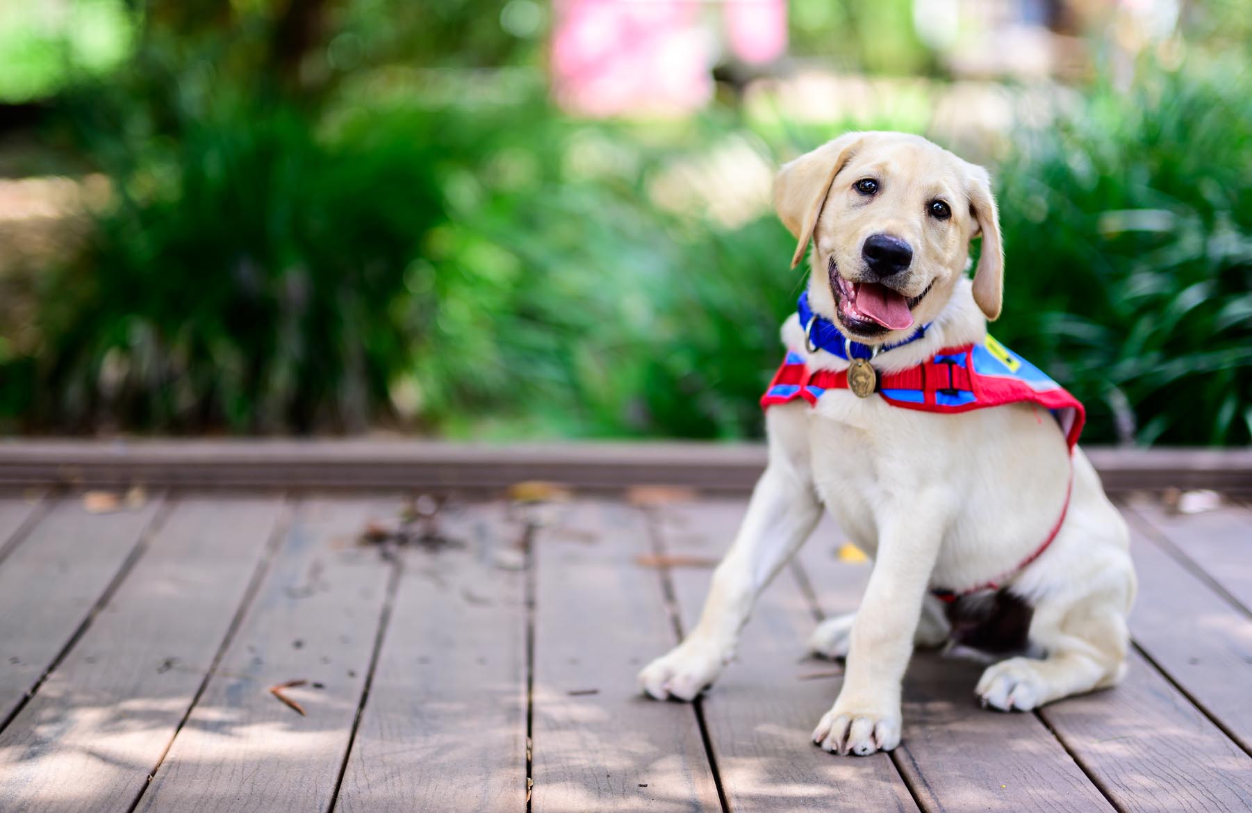 Donations - Assistance Dogs Australia