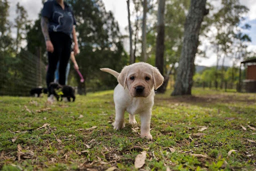 Training the next hero pups